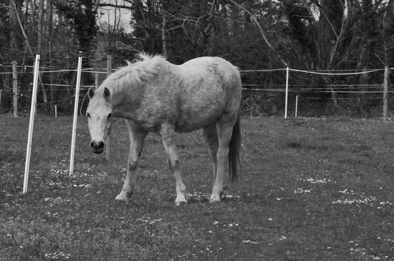 animal themes, grass, animalier, boundary, livestock, domestic animals, vertebrate, one animal, tree, pets, pre, pturage, ranch, 4K, standing, animal wildlife