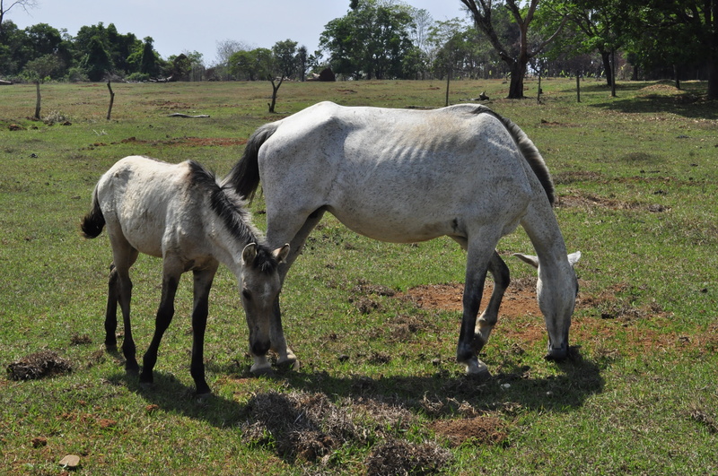 pasture, domestic, animal wildlife, pets, field, vertebrate, pangaré, livestock, land, 4K, mammal, domestic animals, herbivorous, grass, animal family
