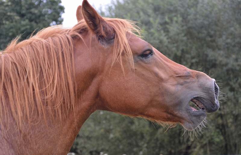 eye, cheval hennit, day, hair, horse, domestic animals, vertebrate, animal wildlife, 5K, profile, animal mouth, focus on foreground, pets, herbivorous