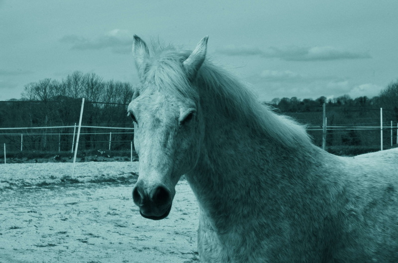 animal head, domestic, working animal, pre, vertebrate, pets, horse, field, animal domestique, one animal, winter, 4K, randonne, animal wildlife, snow