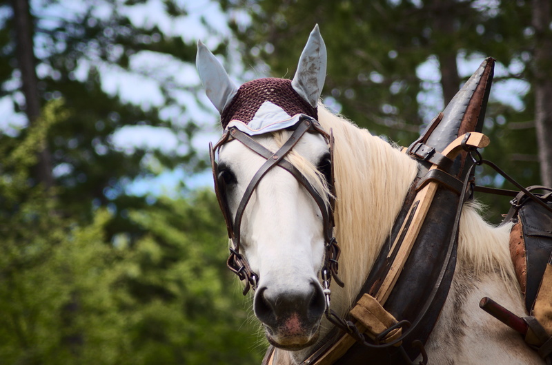 animal wildlife, 4K, white, day, livestock, pets, herbivorous, bridle, white horse, mammal, domestic animals, vertebrate, one animal, portrait, outdoors