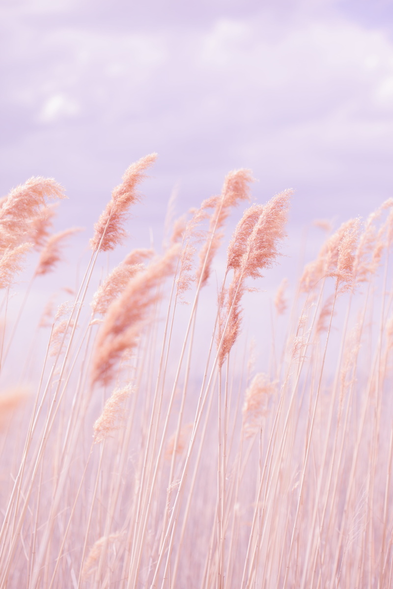 no people, pink, nature, summer, wind, tranquility, oat - crop, 5K, plant, land, close-up, rural scene, softness, field, cattail, day, grass, timothy grass
