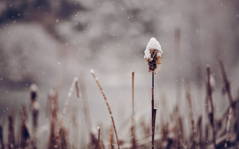 plant, winter, cattail, 720P, cold temperature, beauty in nature, blizzard, snowing, field, frozen, growth, snow, day, ice, spikelets, nature, outdoors