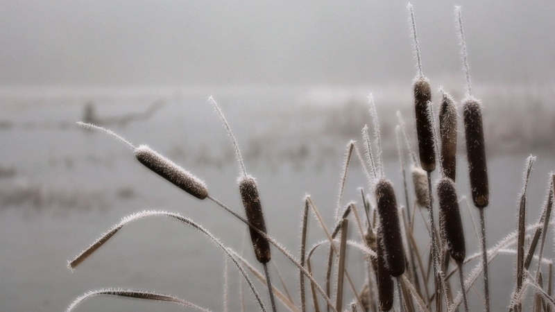 buds, nature, brown, frost, 1080P, ice, cattail, hd, flower