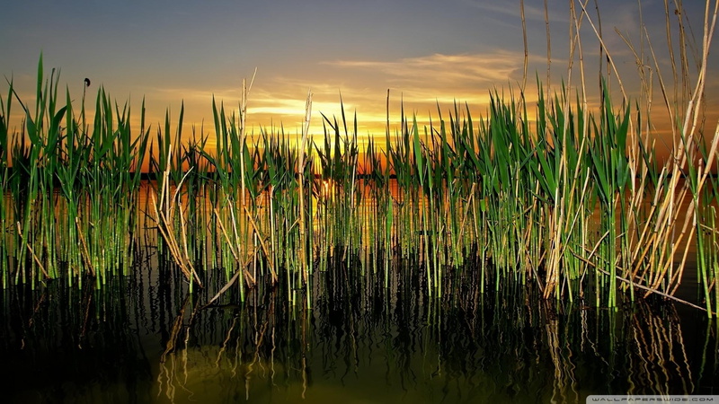 sunset, 1080P, cattails, pond, reflection, nature and landscapes