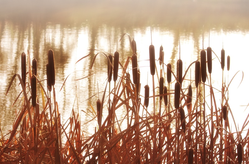 tall, body, near, beauty in nature, sky, 4K, summer, weed, close-up, river, spring, cattail, nature, vegetation, rush, bulrush, outdoor, sunlight, marsh