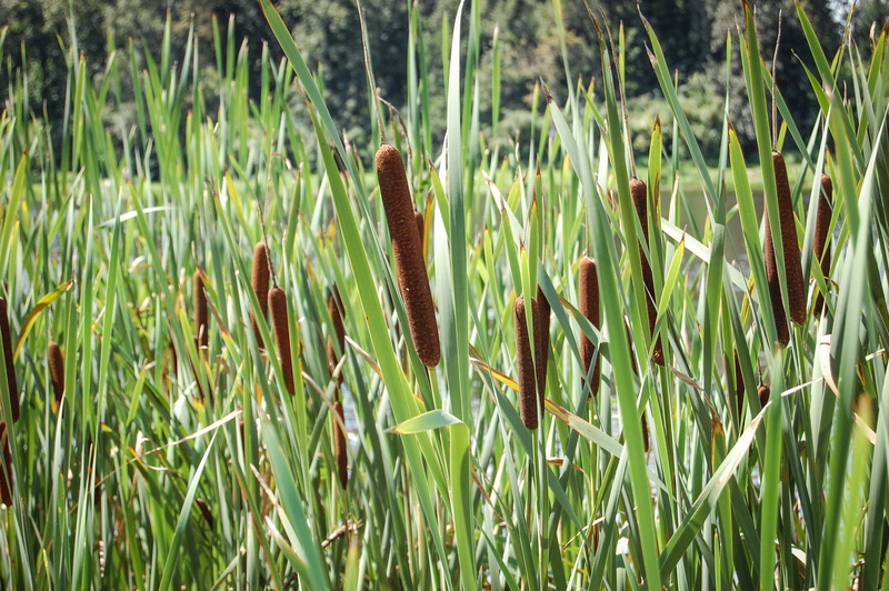 typha, flower, no people, focus on foreground, 2K, close-up, day, blade of grass, sunlight, growth, plants, lake, field, crop, outdoors, nature, plant