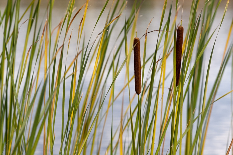 swamp plants, leaf, green color, grass family, beauty in nature, 2K, outdoors, growth, plant, freshness, land, cattail, nature, agriculture, typha, no people