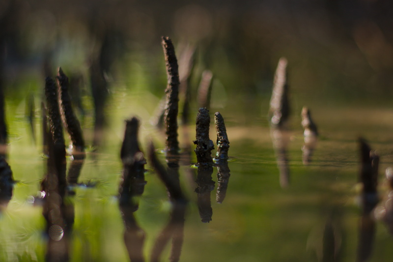 fragility, wet, beauty in nature, environment, roots, landscape, tranquility, tree, water, selective focus, green color, plant, cattail, mangue, reflect