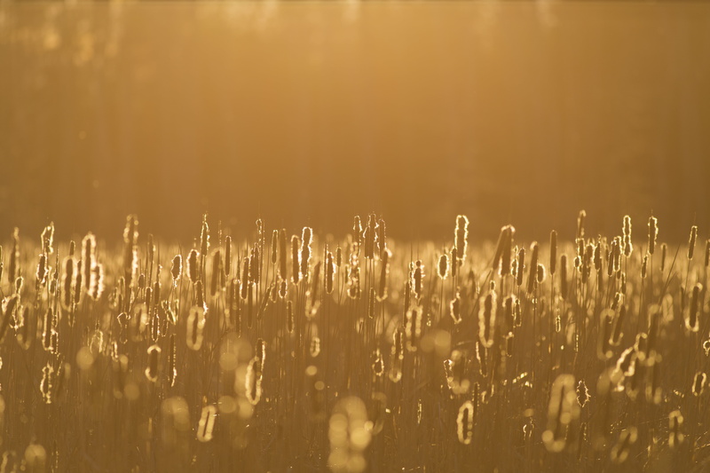 Kanata, Quarry, dandelions, Cattails, Trail, 5K, f4, Canon  6D, Golden, Landscape, photo, Old