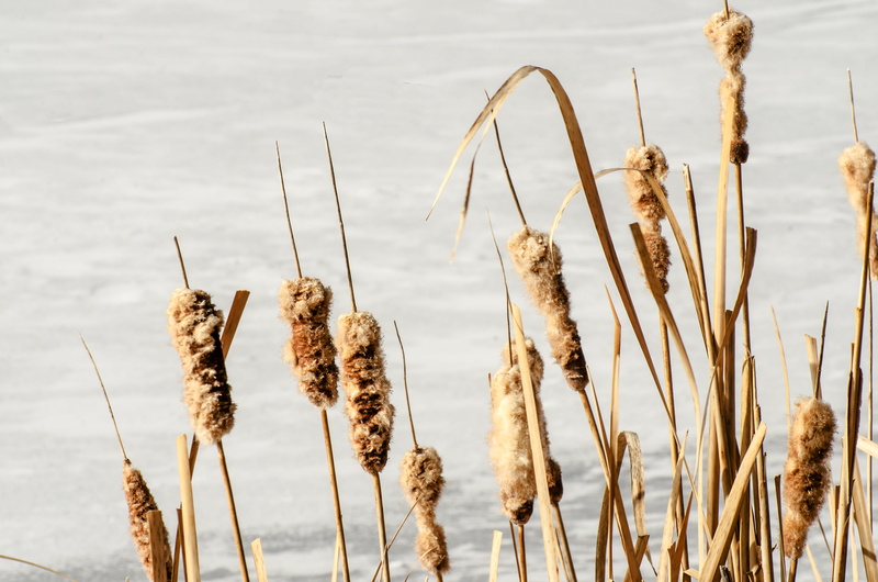 Cattail, focus on foreground, Cattails, winter, reed - Grass Family, plant stem, ice, tranquility, outdoors, neutral colors, reed, snow, close-up, lake plants