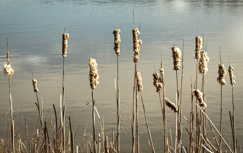 pond, growth, dry, beauty in nature, reed, plant, cattail caterpillar moth, no people, tranquil scene, rushes, reeds, bulrush, lakeshore, typha, high angle view