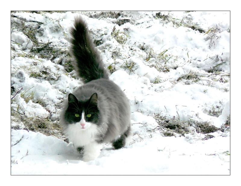 pet, animals, domestic, mammal, walking on, cats eyes, meadow, snow, german longhaired pointer, fur, white cat, one animal, cold temperature, white, white color