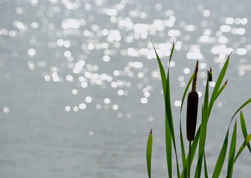 day, plant part, sunlight, focus on foreground, 2K, Bulrush, Cattail, flora, growth, close, fragility, typha latifolia, reedmace, freshness, close-up