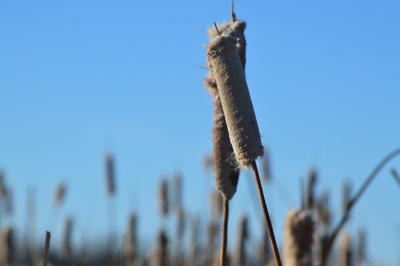 blue, plant, tranquility, environment, prairie, animal, 5K, clear sky, nature, day, cattail, reeds, beauty in nature, canada, sky, growth, no people, saskatchewan