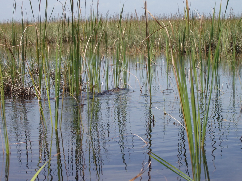 day, water, beach, tranquility, grass, tranquil scene, grasses, green color, Water, reflection, scenics - nature, reed - grass family, bank, outdoors, 2K