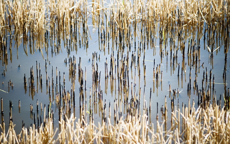 autumn, pond, day, brown, tranquil Scene, sky, nature, meadow, river, blue, yellow, landscape, plant, marsh, summer, 2K, reeds, no People, reflection