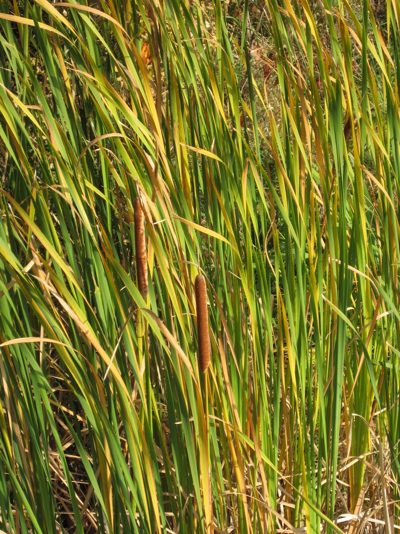 2K, close-up, no people, plant, bamboo - plant, tranquility, growth, landscape, land, plantation, green color, wetland, field, cattail, backgrounds, nature