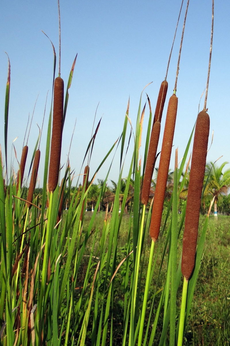 plant, tranquility, day, field, nature, grass, lesser bulrush, 2K, cattail, jambu, green color, beauty in nature, narrow leaf cattail, india, outdoors