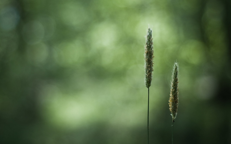 beauty In Nature, fragility, light, tranquil scene, leafed, sunlight, springtime, stem, yellow, seed, no People, close-up, autumn, tranquility, rural Scene