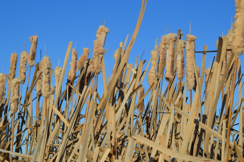 clear sky, 5K, growth, land, sky, beauty in nature, Cattails, cattail, day, sunlight, prairie, crop, agriculture, Blue Sky, wetland, canada, field, bulrush