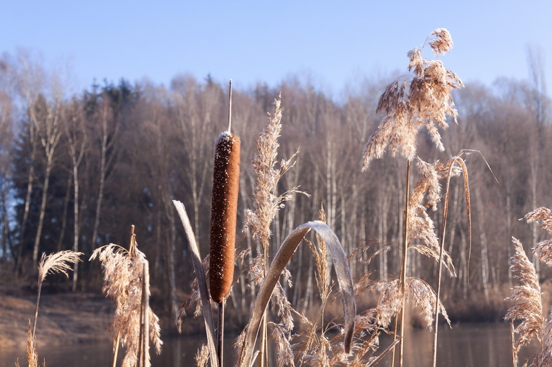 agriculture, brown, nature, crop, 4K, outdoors, cereal plant, tranquility, plant, cattail, flying seeds, schlotfeger, beauty in nature, sunlight, focus on foreground