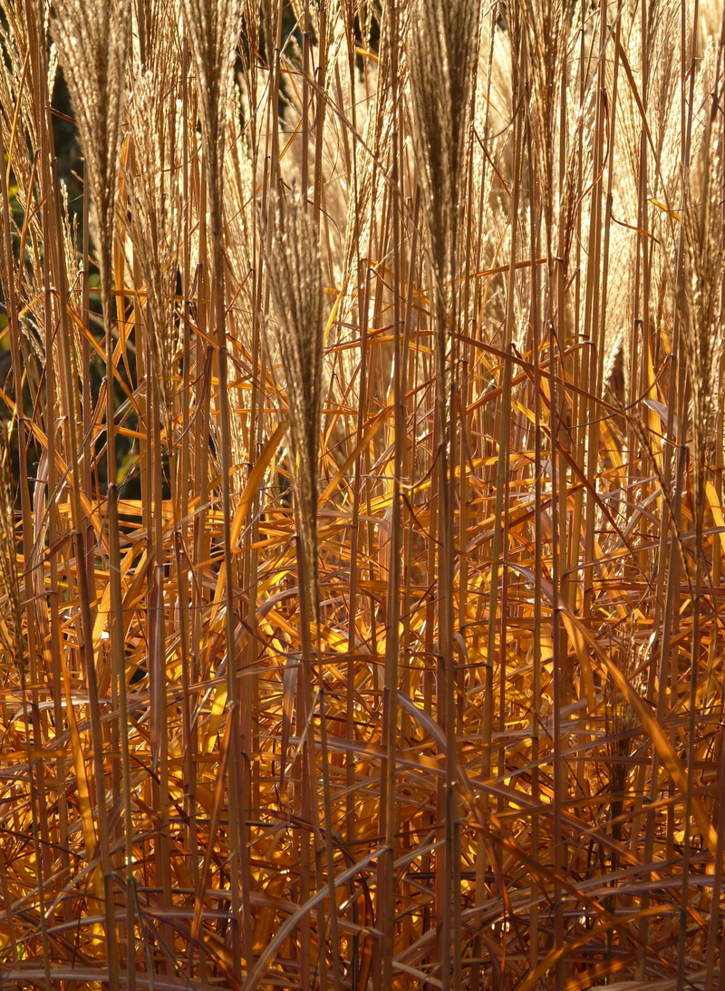 bamboo grassedit this page, silver spring, 2K, dry, ornamental plant, back light, stalk, yellow, sunlight, poaceae, outdoors, no people, golden, field