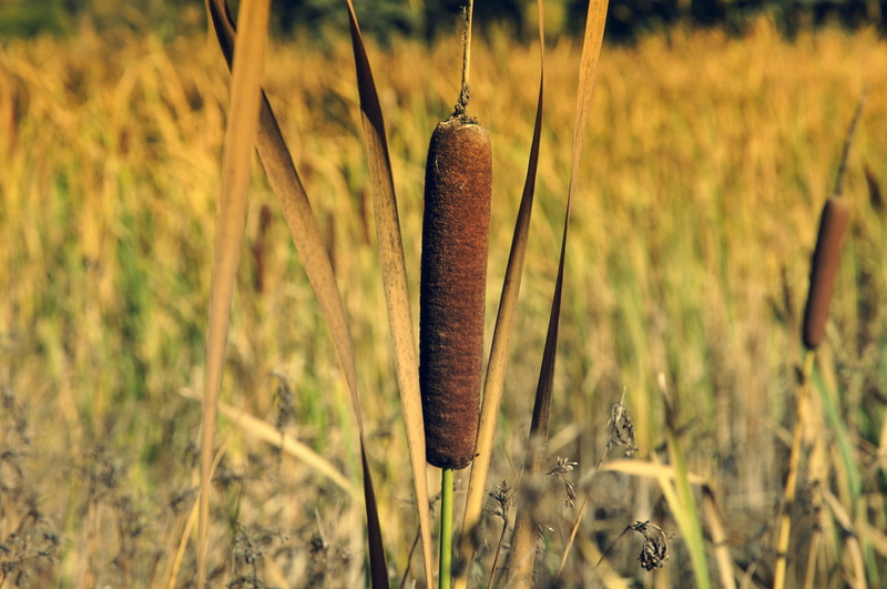 field, day, pond, plant, scrubs, environment, grass, no people, brown, sunlight, typha, close-up, nature, lake, sweet rush, outdoors, park, land, tranquility