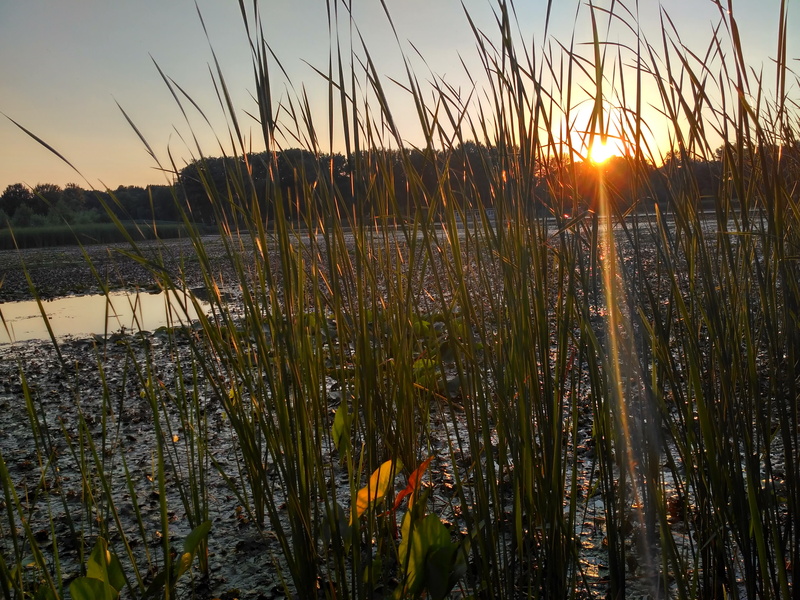 sun, hungary, 4K, landscape, nature, growth, lake tisza, sunset, plant, tranquility, tranquil scene, tisza, no people, lake, grass, summer, reed, water