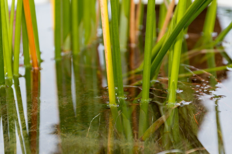 kg, cattail, reflection, day, nature, 1080P, the swamps, bamboo - plant, the indoor cool, beauty in nature, water, papyrus, plant, land, outdoors, peace