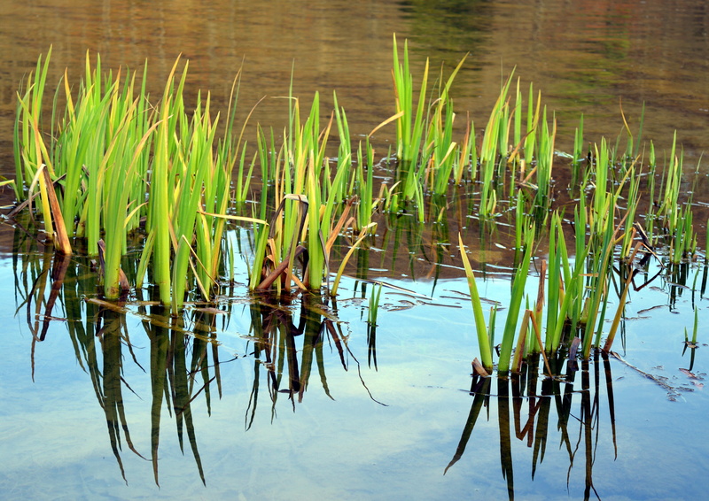 water flower, waterfront, pond, plant, 5K, pond flower, day, cattail, sky, aquatic plant, reflection, no people, nature, animal themes, green color, bank