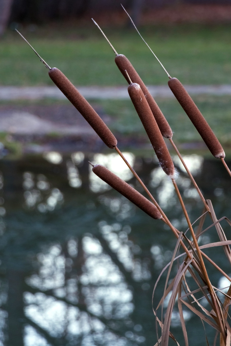 day, no people, plant, tree, Reed, twig, outdoors, 4K, fragility, brown, phragmites communis, bog plants, tranquility, growth, focus on foreground, Aquatic Plant
