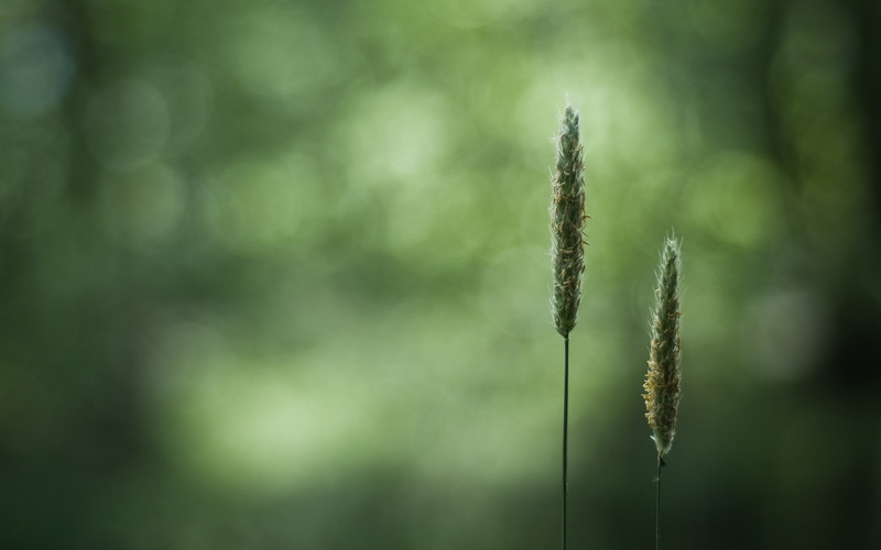 green color, cattail, Grass, vulnerability, beauty in nature, focus on foreground, close-up, plant, fragility, nature, Glare, 2K, day, tranquility, stalk