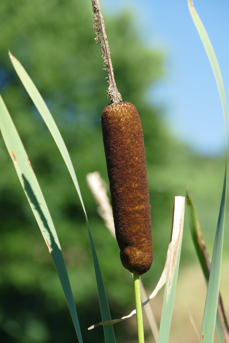 outdoors, focus on foreground, beautiful, gastropod, hanging, green color, plant, land, reeds, nature, close, tranquility, blade of grass, macro, closeup