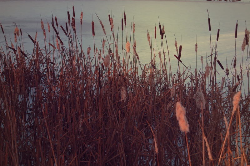 2K, field, russia, no people, cattail, moscow, tranquility, lake, background, sky, pond, water, grass, frozen lake, crop, growth, land, ice, beauty in nature