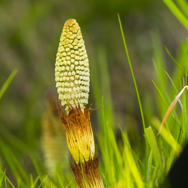 beauty in nature, no people, plant stem, focus on foreground, cattail, food, crop, growth, land, freshness, cat wedel, plant, nature, grass, day, close-up