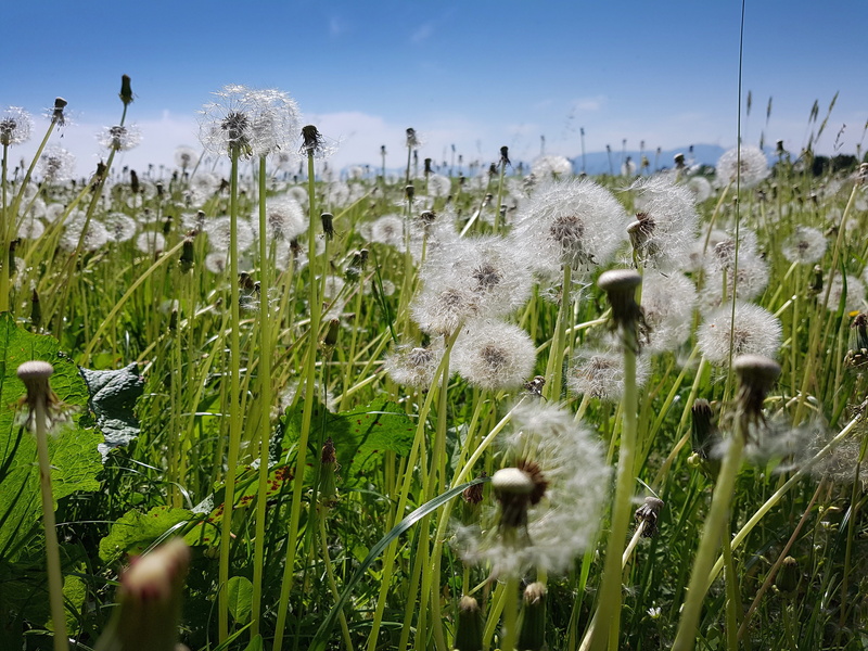 grass, green, dandelion, cattail, outdoors, 4K, fragility, agriculture, plant, spring, growth, day, green color, flower, rural scene, land, selective focus