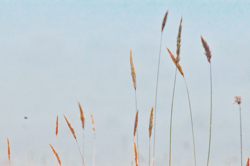 autumn, sky, focus on foreground, cloud, cattail, close-up, clear sky, 5K, blue, growth, tranquility, crop, low angle view, wheat, nature, beauty in nature