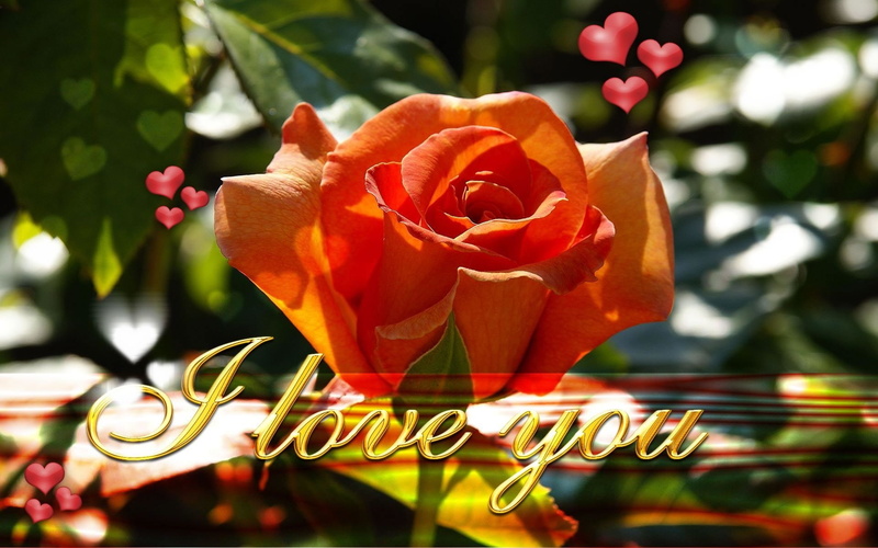 Love, orange, Artistic, rose, 1080P, text, overlay