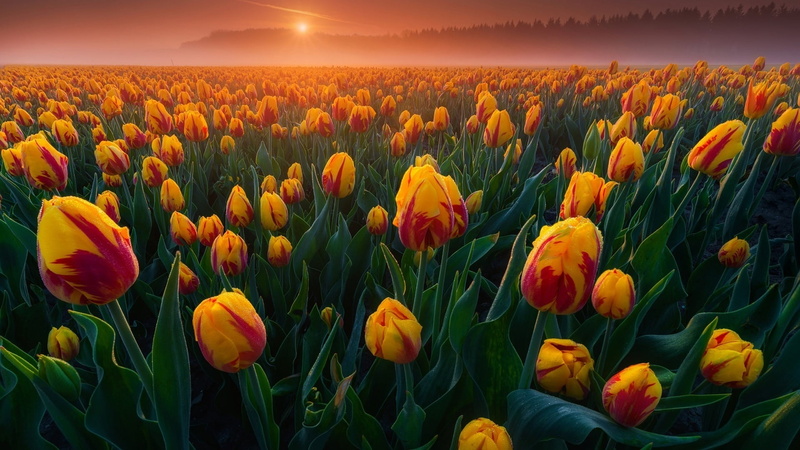 land, tulip field, vibrant color, outdoors, tulip farm, inflorescence, springtime, beauty in nature, multi colored, petal, yellow, rural scene, flowering plant