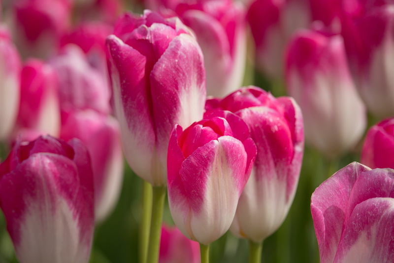 growth, day, springtime, inflorescence, 5K, holland, keukenhof, tulips, plant, flower head, tulip, nature, flower, bulbs, backgrounds, flowers, softness