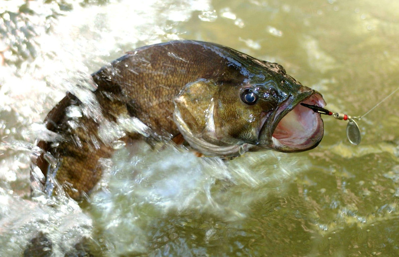 hd, battle, fishing, sport, desktop, fishes, 720P, fish, bass