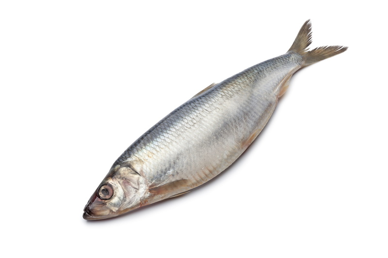 white, cut out, copy space, prepared Fish, isolated, milk, silver, fish, indoors, animal, herring, one animal, freshness, animal themes, animal scale, 5K