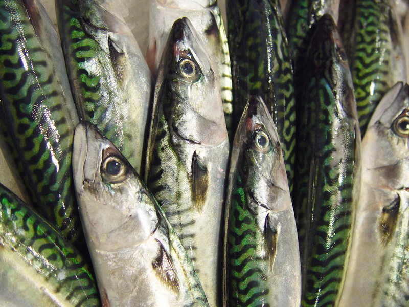 nature, no People, healthy Eating, sea, vertebrate, 5K, day, background, for sale, food, raw Food, silver, market, seafood, fish, gourmet, food And Drink