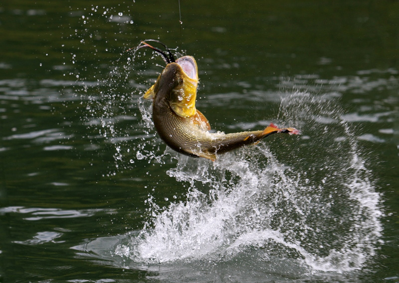 fishing, bass, 2K, fish, drops