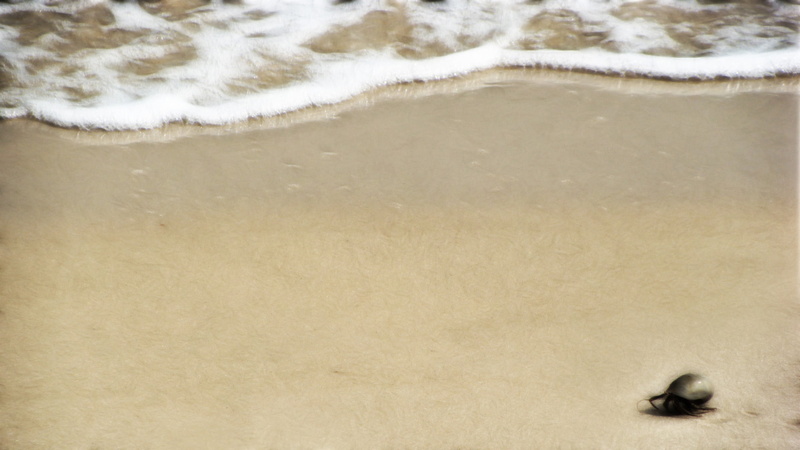 rug, crabs, wave, 2K, high angle view, nature, animal wildlife, day, area, animal, white, brown, animal themes, land, sand, water, backgrounds, motion