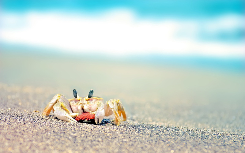 beach, 2K, animals, crabs