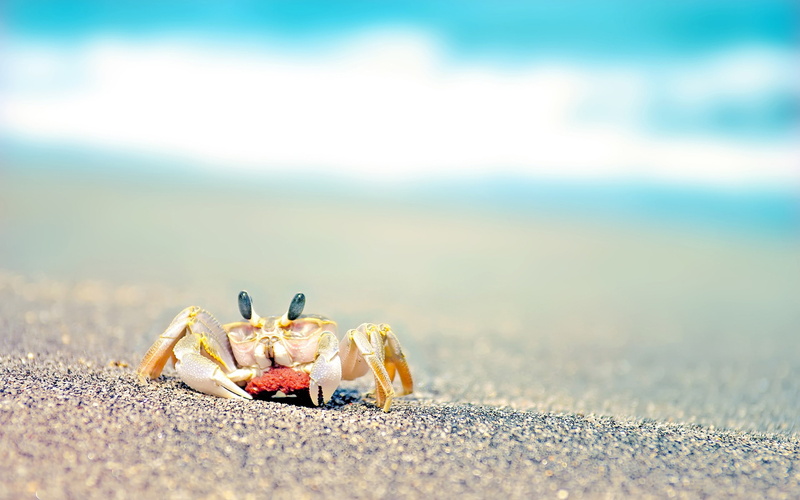 hd, yellow, animals, blur, macro, crab, 2K, beach