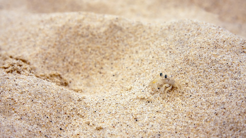 crabs, animals, small, 1080P, beach, sand