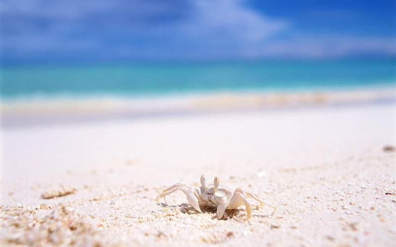 animals, sea, sand, 1920x1200, crab, white, ocean, beach, 1080P